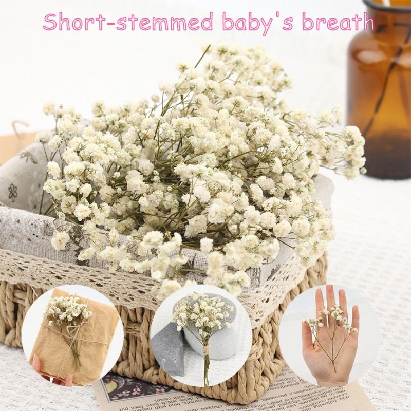 Dried Flower Bulk - ดอกยิปโซฟิล่าแห้งธรรมชาติ 50 ชิ้น, ดอกไม้แห้งที่เก็บรักษาไว้สำหรับงาน DIY, การทำการ์ด,