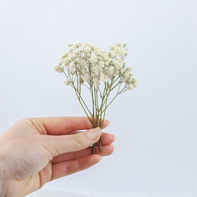 ดอกยิปโซฟิล่าแห้งธรรมชาติ 50 ช - Dried Flower Bulk บทวิจารณ์และราคา